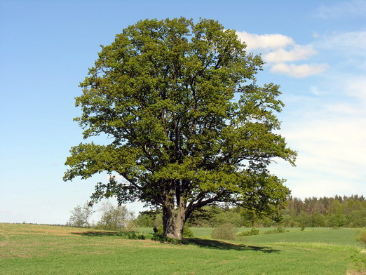 Example of the recorded kind of tree for Elephant Oak