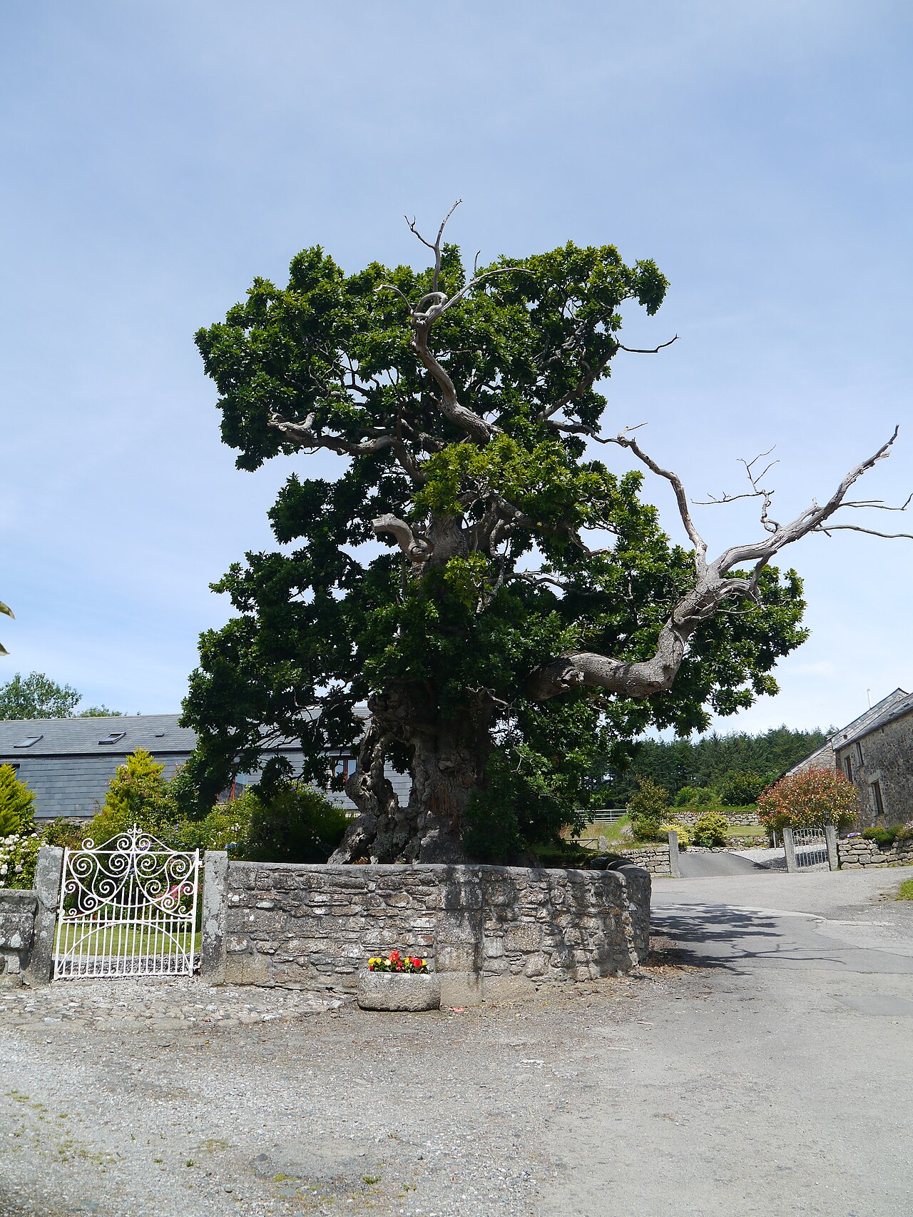 Darley Oak