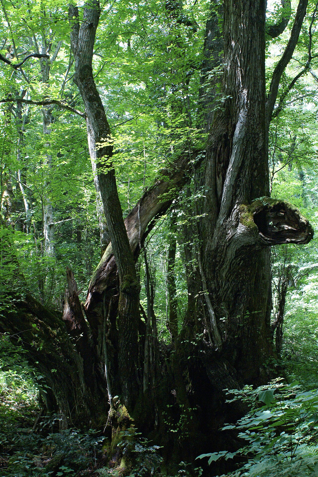 Example of the recorded kind of tree for Katsura tree — Ashbourne House, Cork