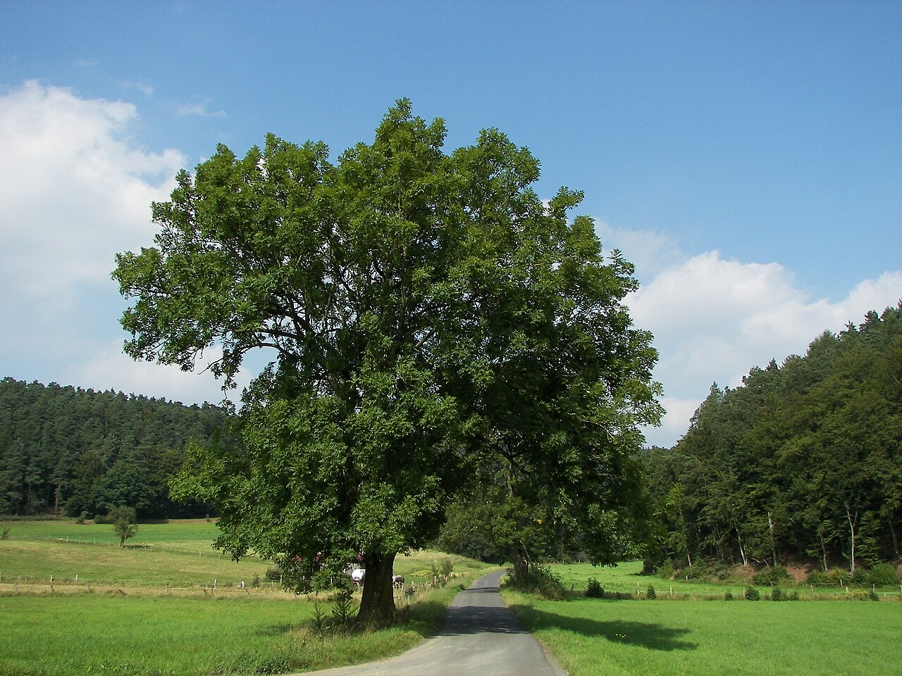Example of the recorded kind of tree for The Frandy Tree