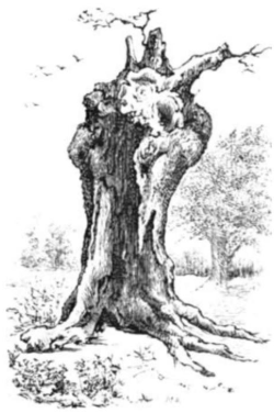 Elizabeth Oak