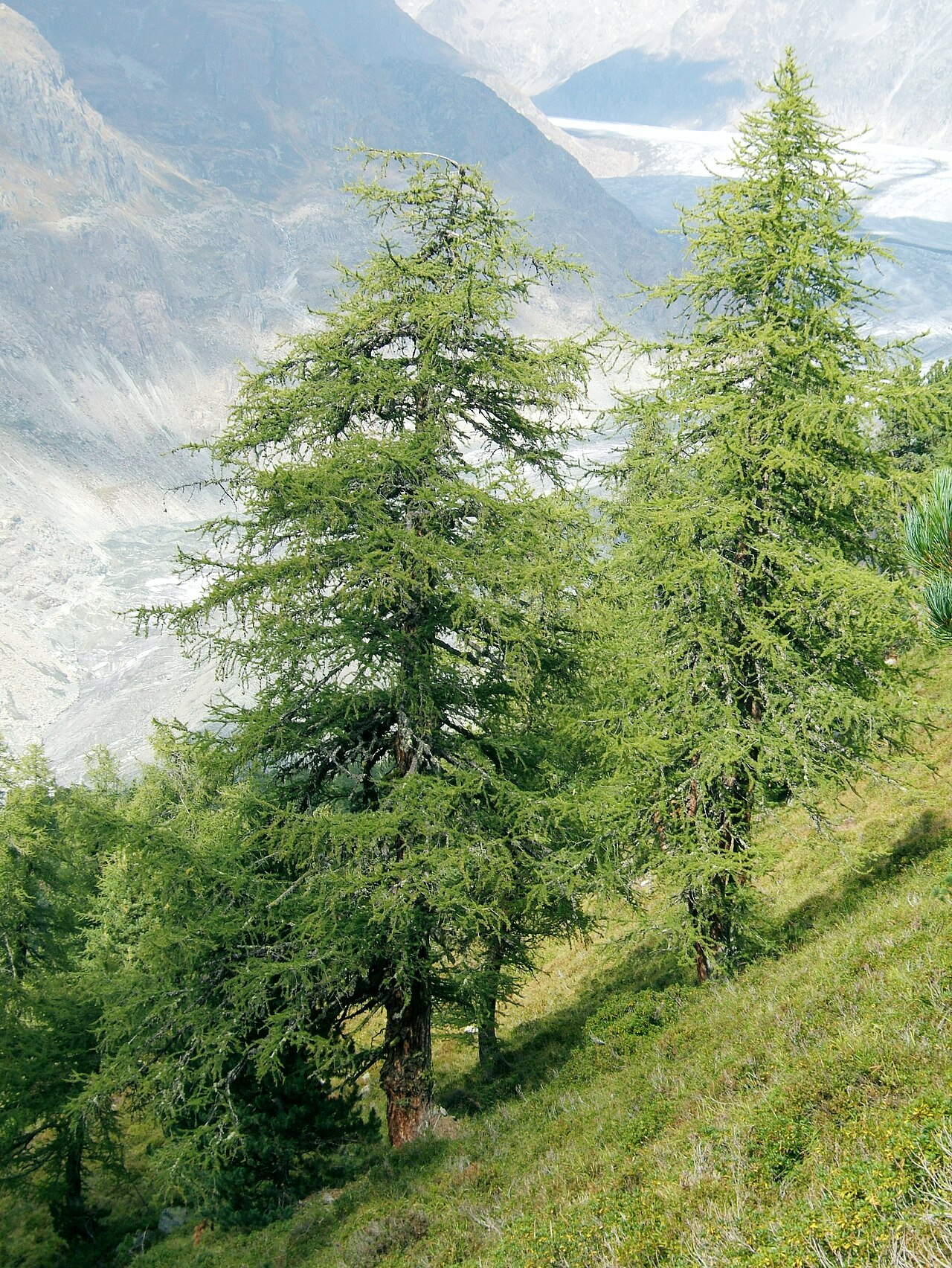 Example of the recorded kind of tree for Parent Larch