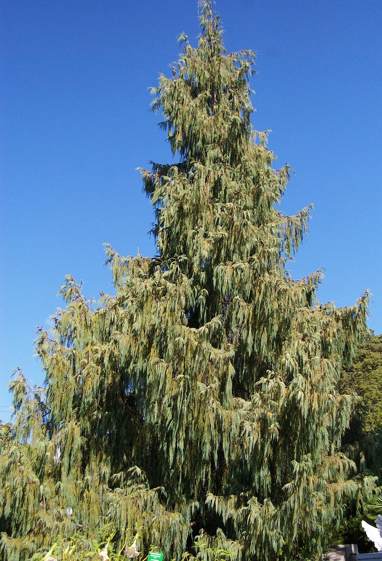 Bhutan Cypress — Ashbourne House, Cork