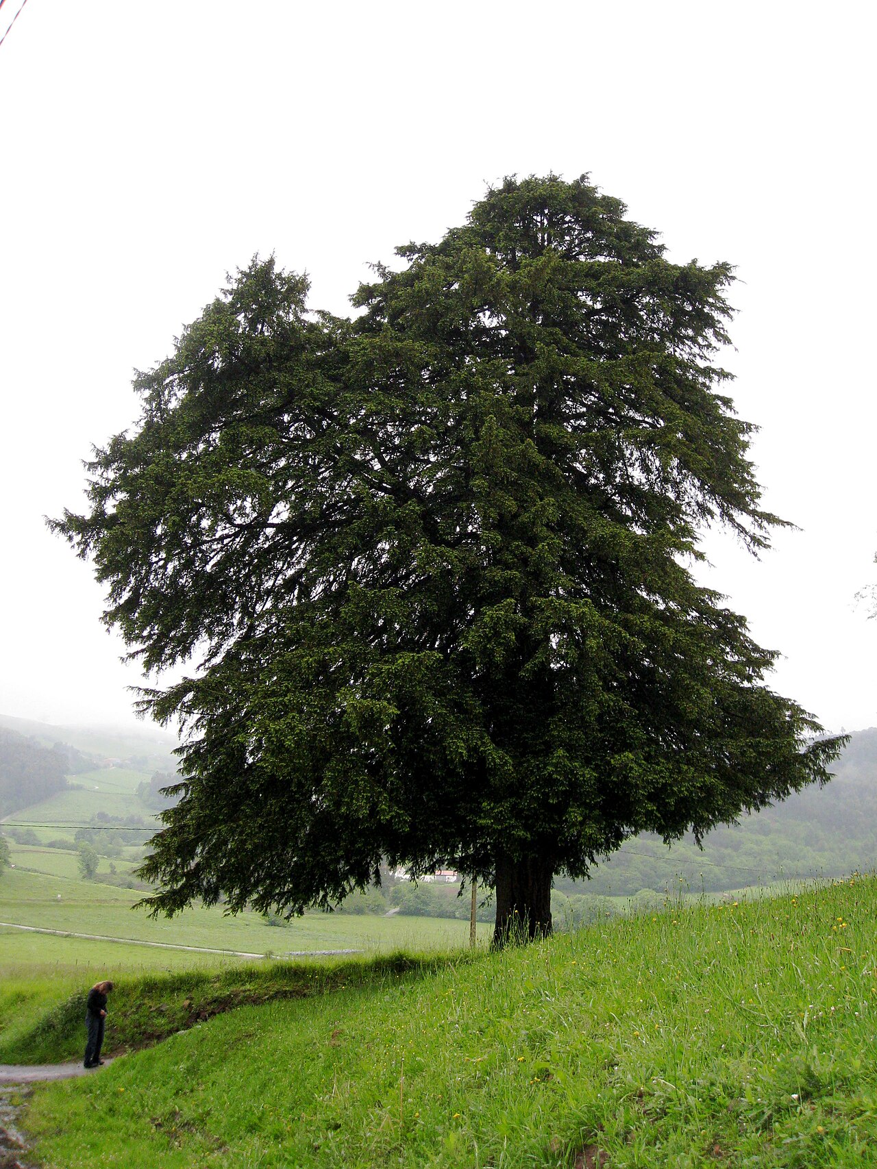 Example of the recorded kind of tree for Fraser Yew