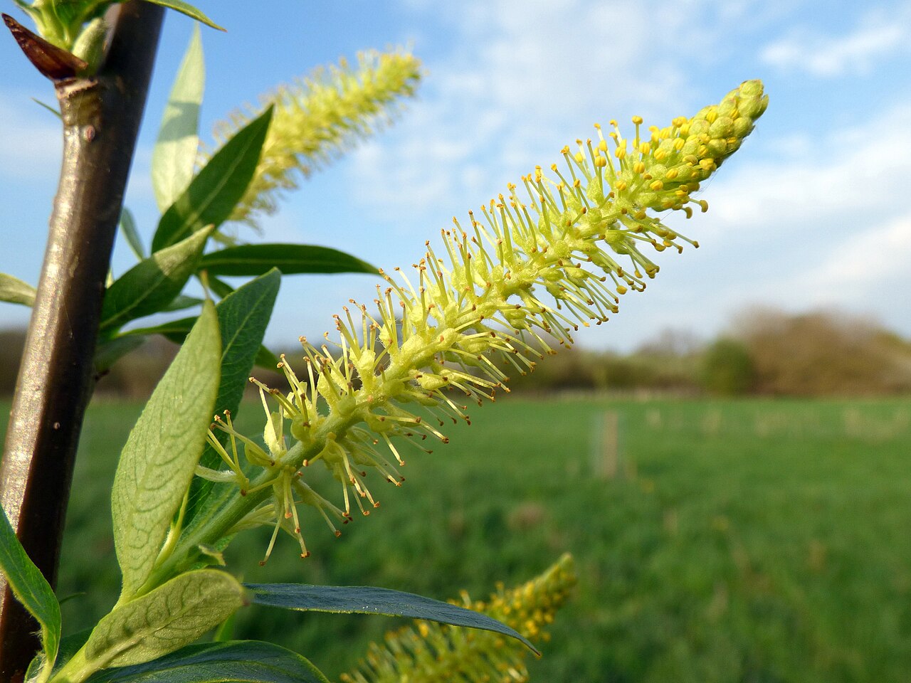 Example of the recorded kind of tree for Dibble Tree