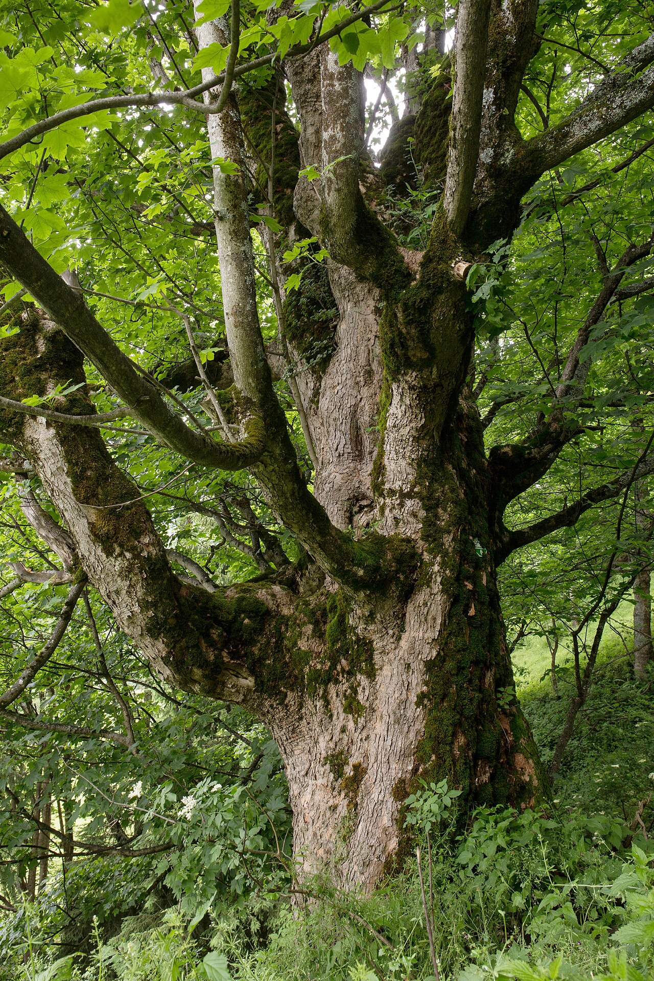 Example of the recorded kind of tree for Crossford Sycamore