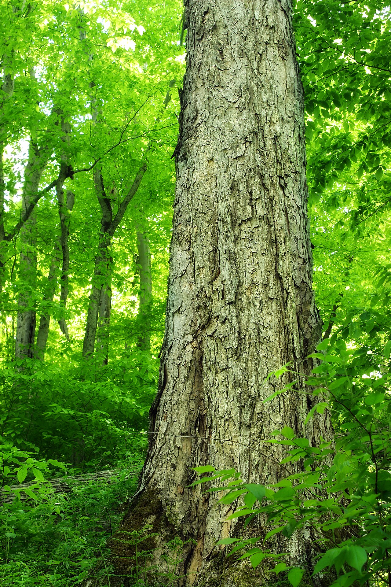 Example of the recorded kind of tree for Memorial Tree