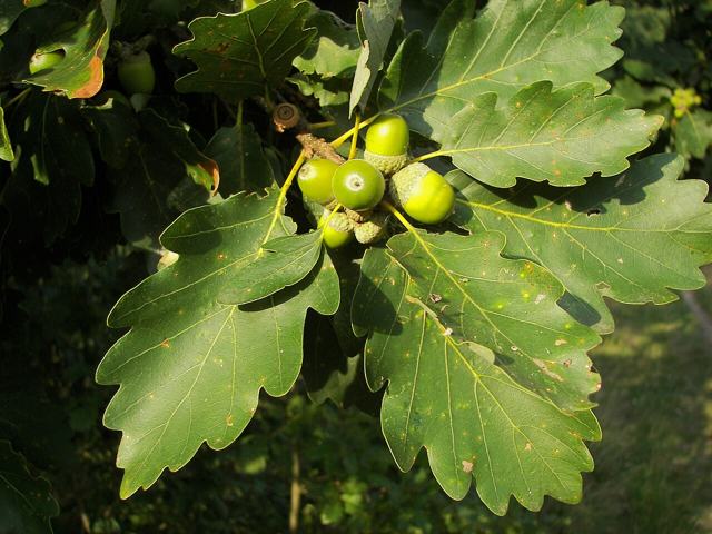 Sessile Oak