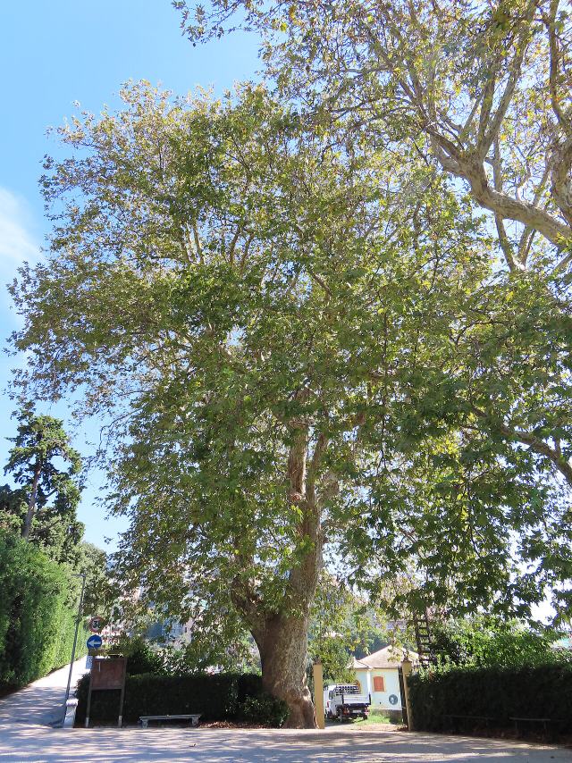 Oriental plane