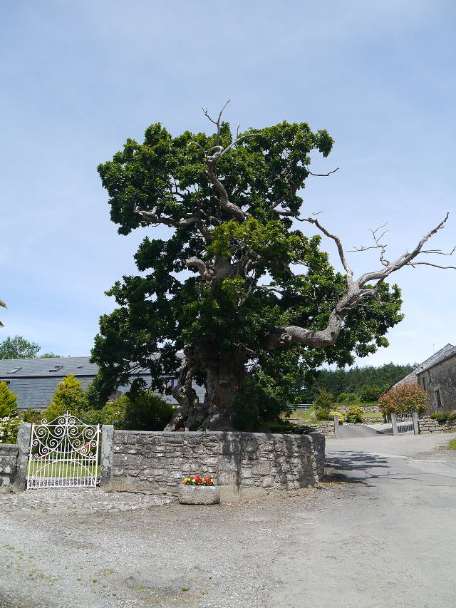 Darley Oak