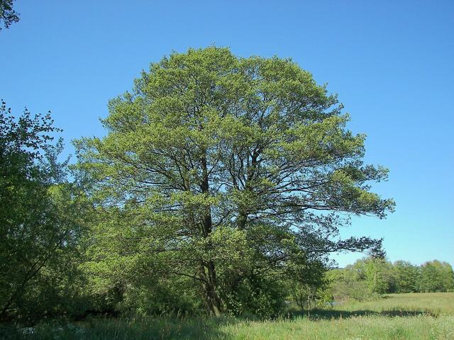 Common Alder