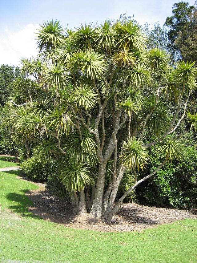 Cabbage tree