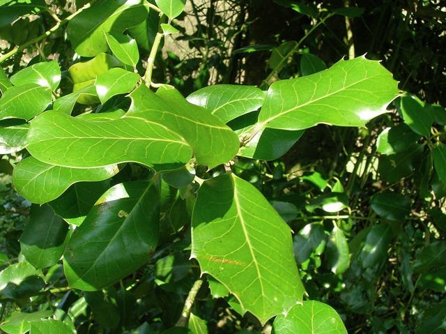 Highclere holly