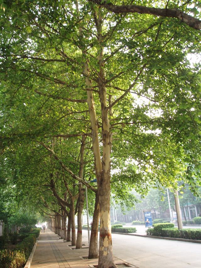 London Plane