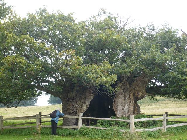 Queen Elizabeth Oak