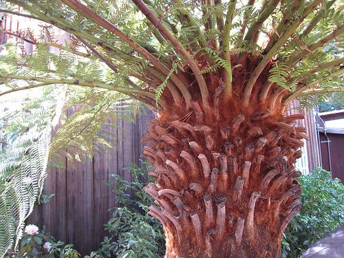 Soft Tree-fern
