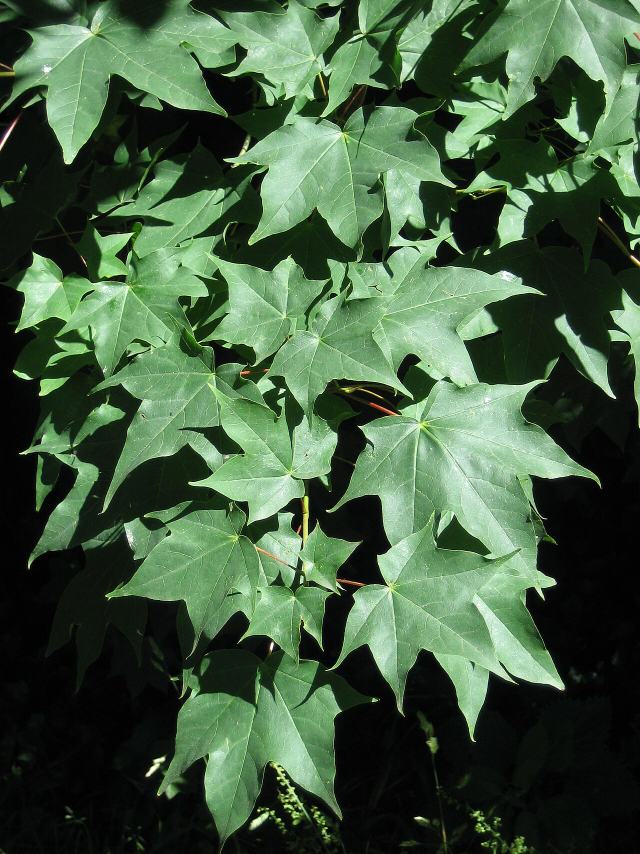 Cappadocian maple