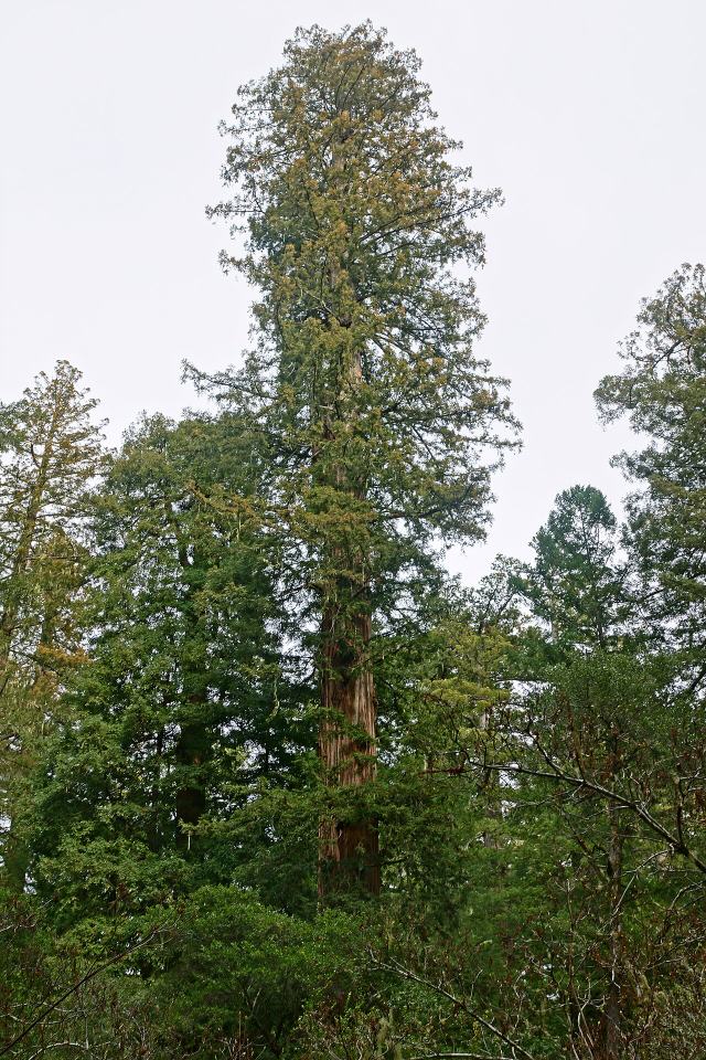 The Redwood