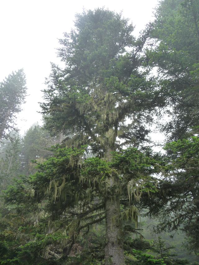 Silver Fir