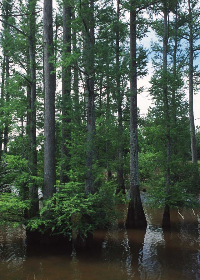 Baldcypress