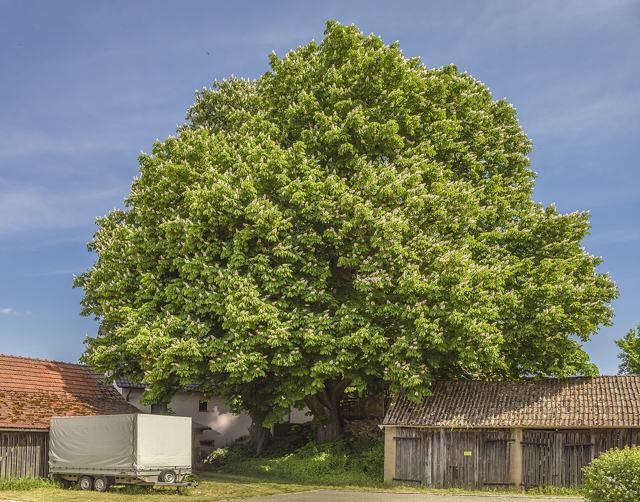 Horse-chestnut
