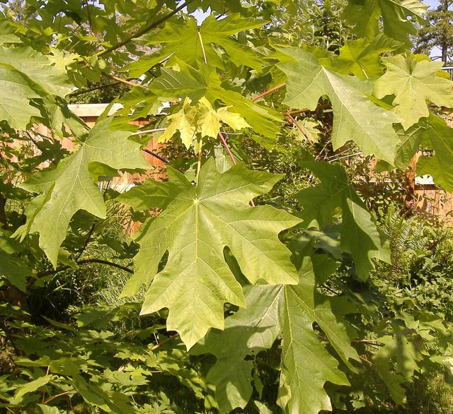 Bigleaf Maple