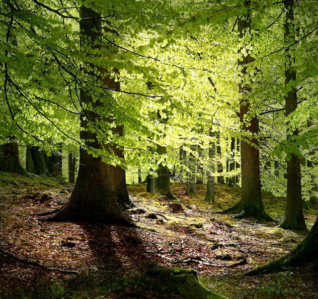 European Beech