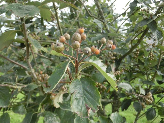 Devon whitebeam