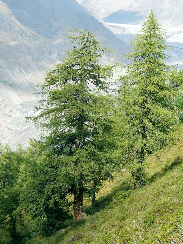 Parent Larch