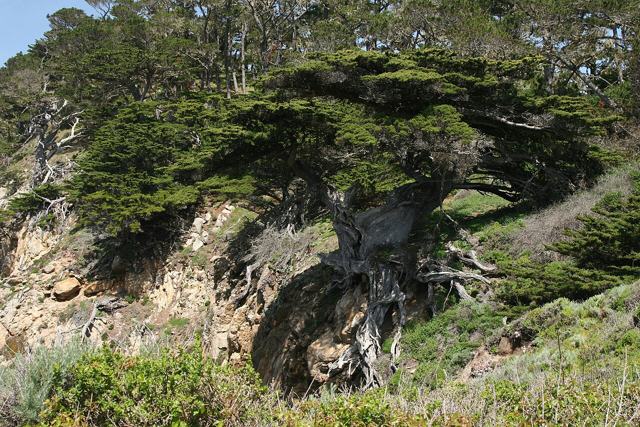Monterey Cypress
