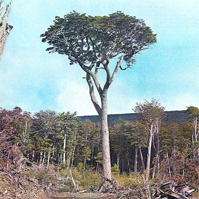 Magellan's beech