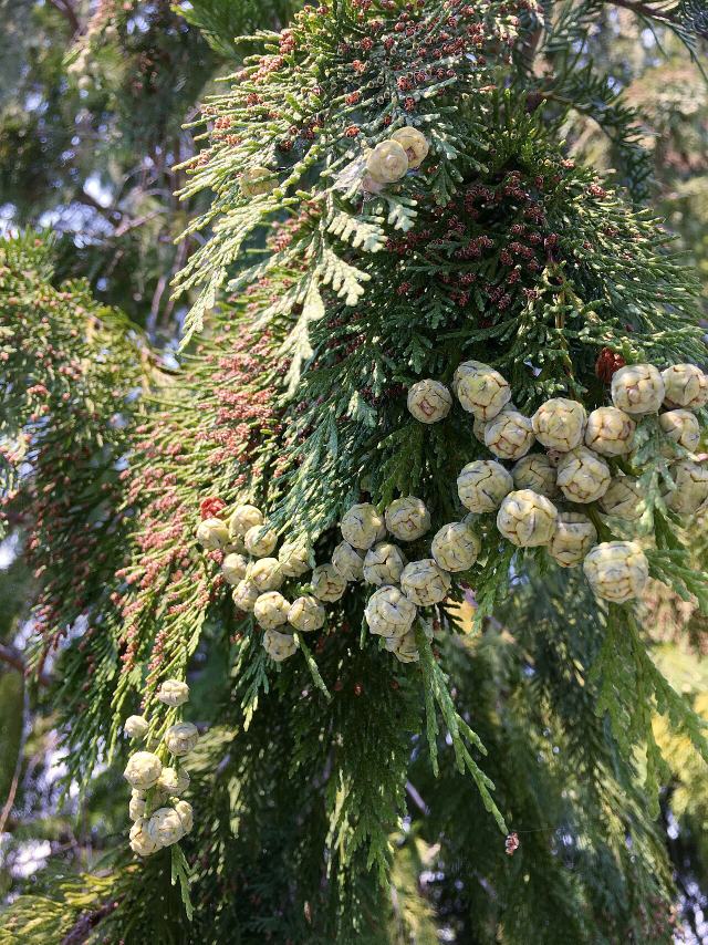 Lawson's Cypress
