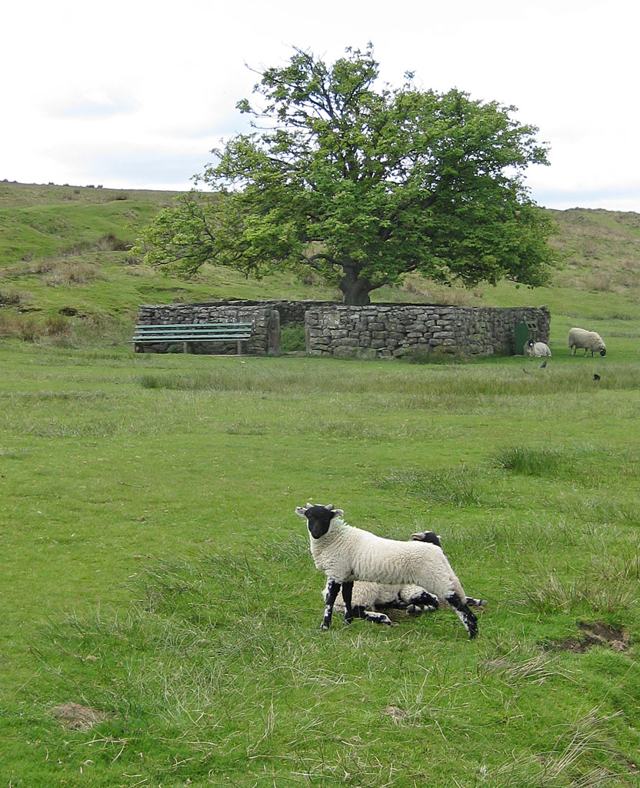 Jubilee Tree