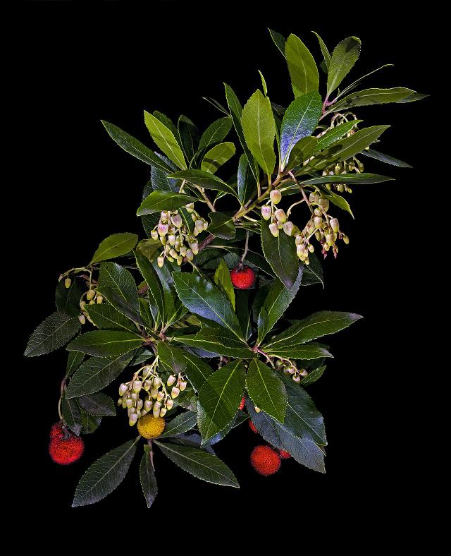 Strawberry tree