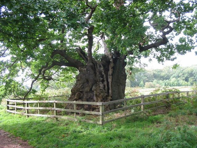 Old Man of Calke
