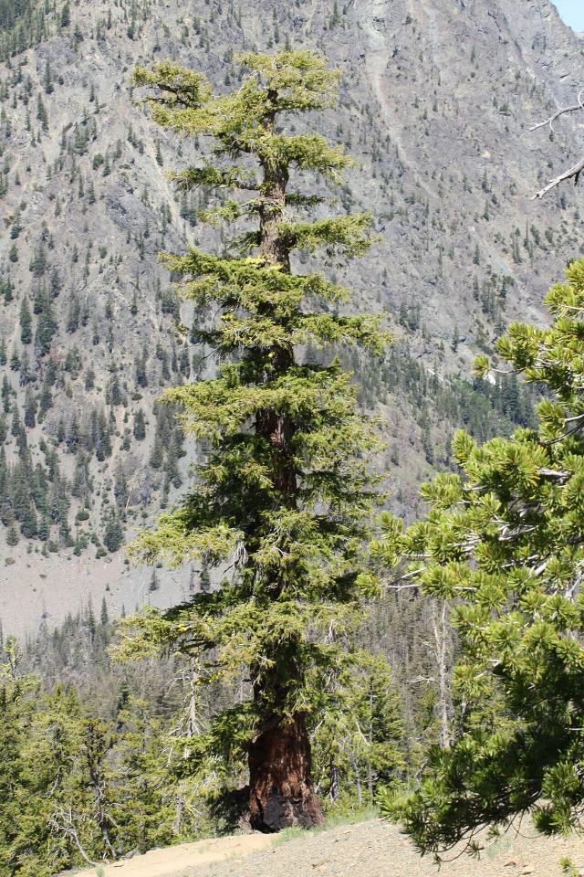 Douglas-fir