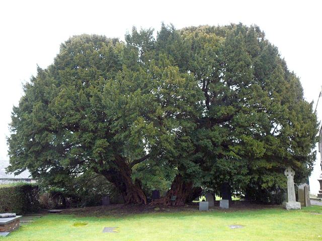 Langernyw Yew