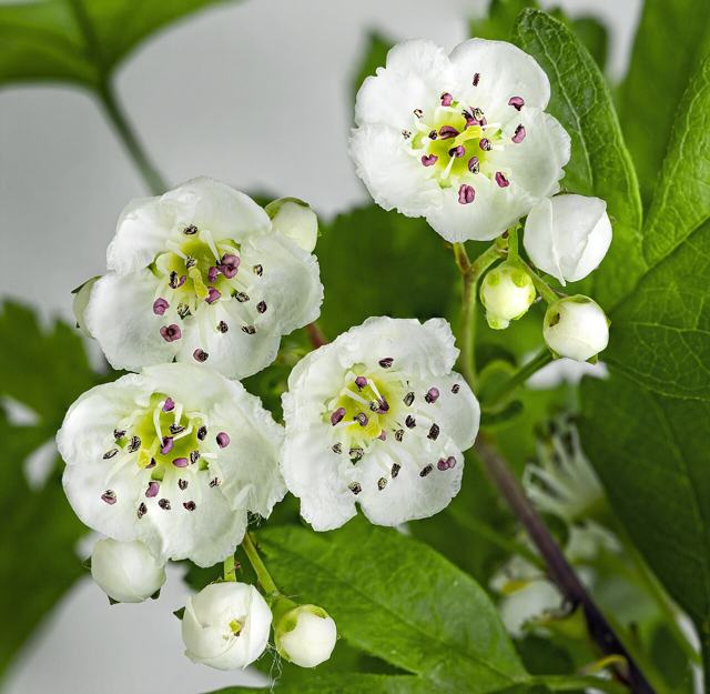 Hawthorn