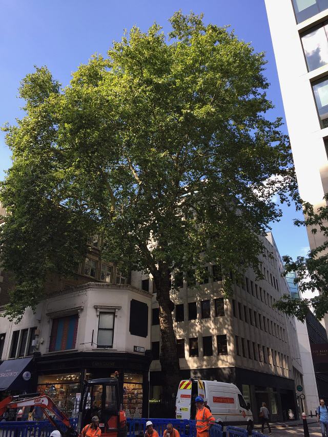 Wood Street plane tree