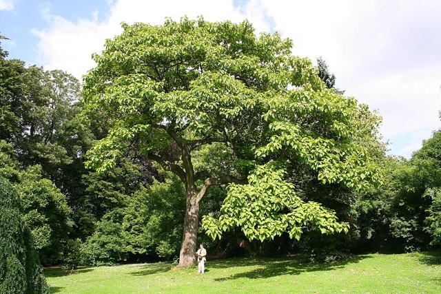 Princesstree