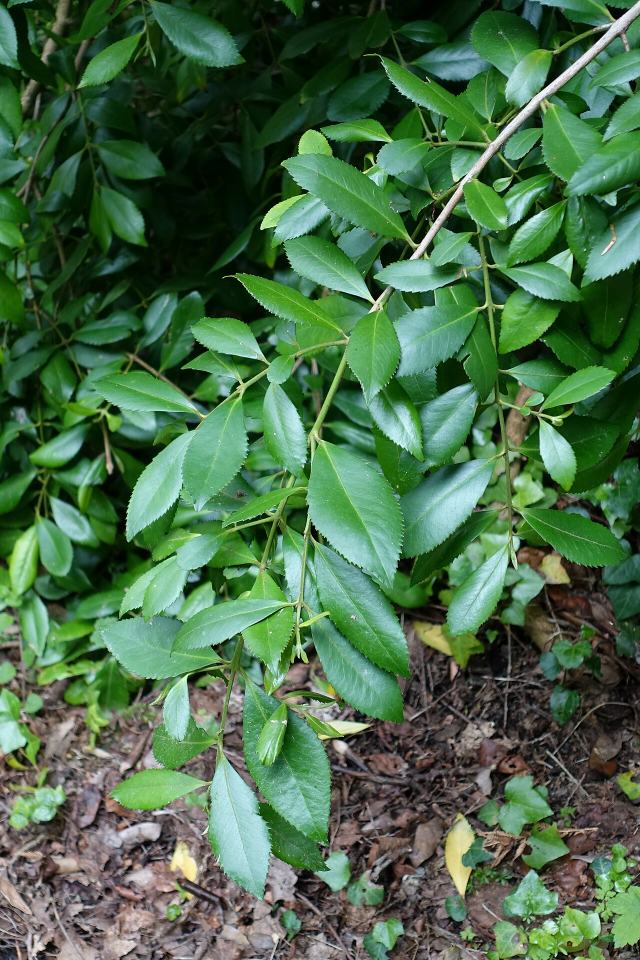 Chilean laurel