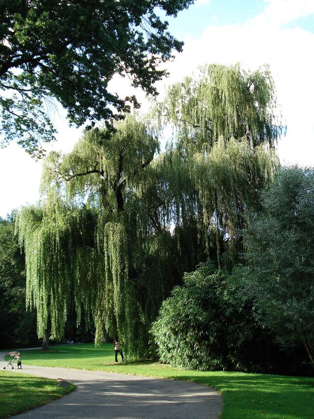 Weeping willow