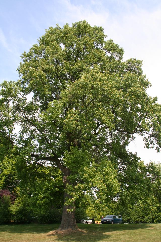Tuliptree