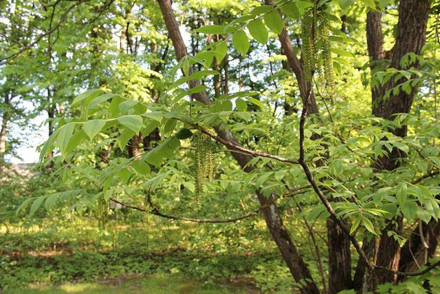 Japanese walnut