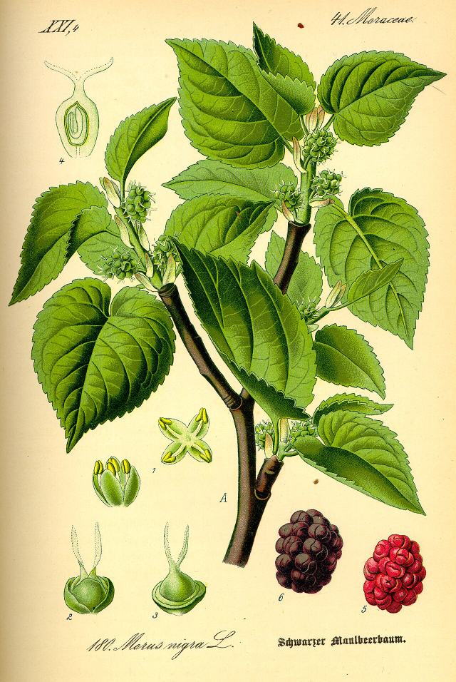 Hogarth's Mulberry