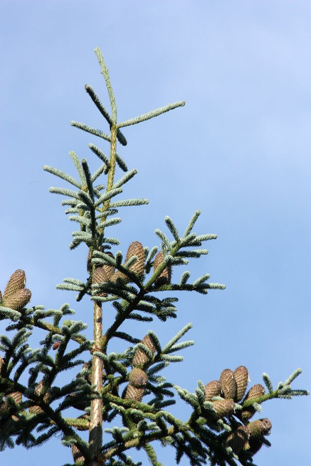 Noble Fir