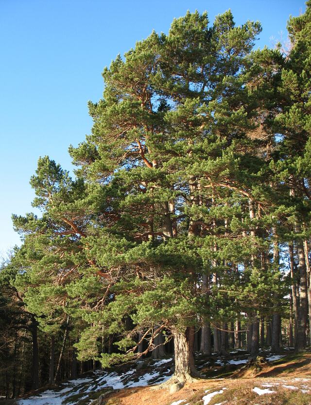 Scots Pine