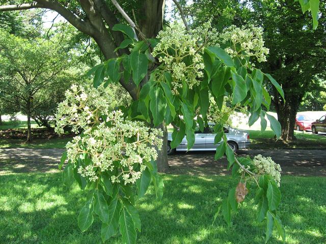 Bee-bee tree