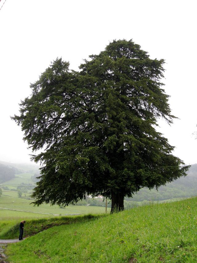 European Yew