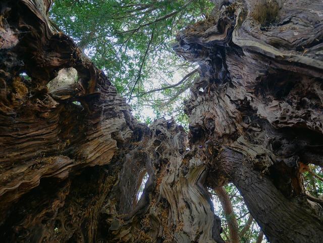 The Downe Yew